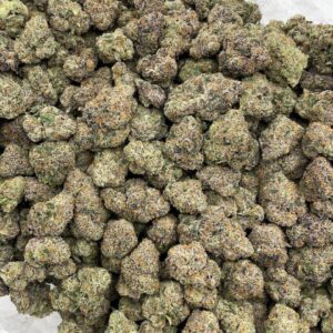 Alternative view of White Himalayan